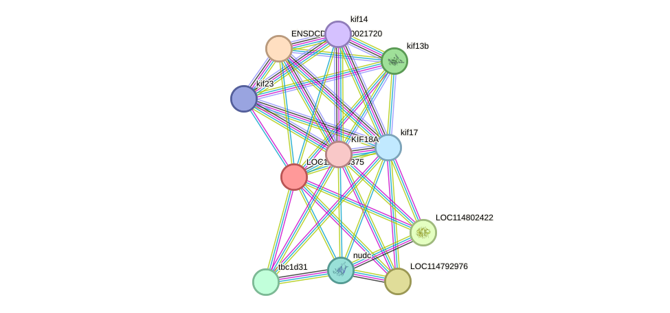 STRING protein interaction network