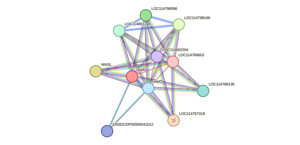 STRING protein interaction network