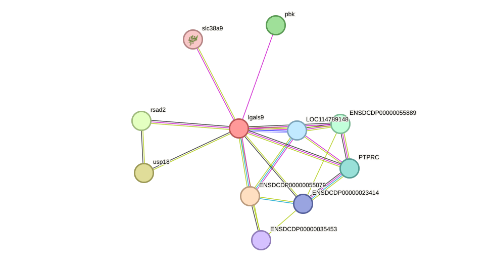 STRING protein interaction network