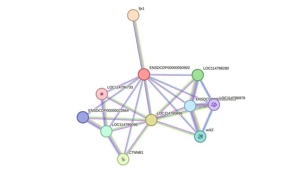 STRING protein interaction network