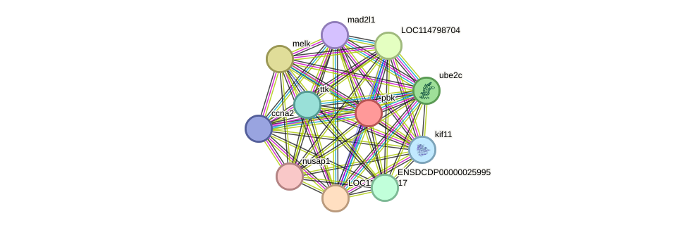 STRING protein interaction network