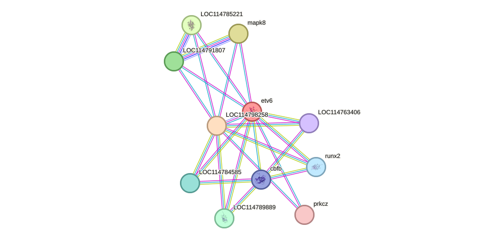 STRING protein interaction network