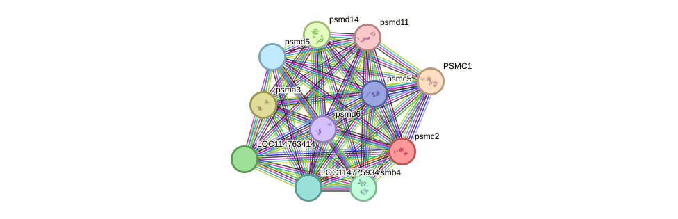 STRING protein interaction network