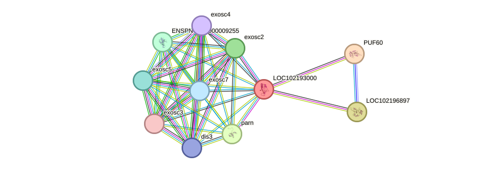 STRING protein interaction network