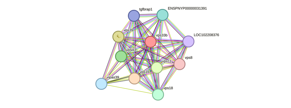 STRING protein interaction network