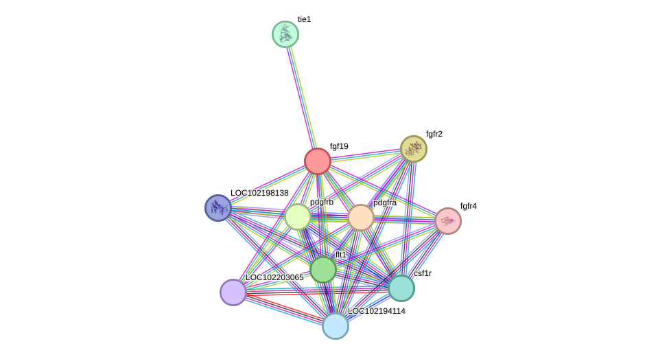 STRING protein interaction network