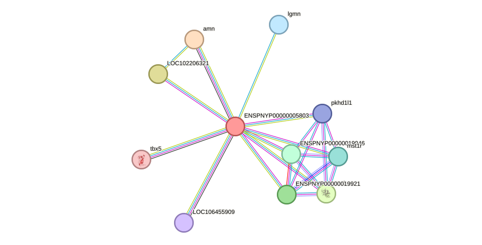 STRING protein interaction network