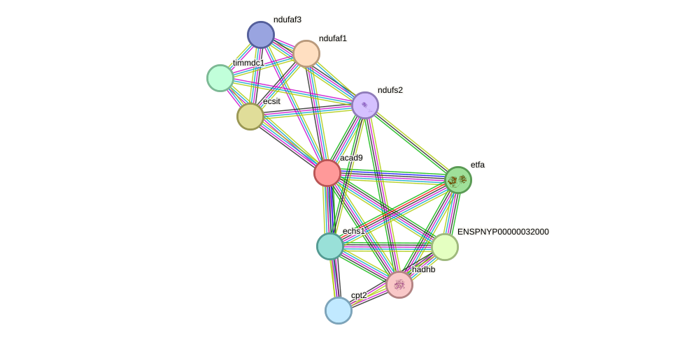 STRING protein interaction network