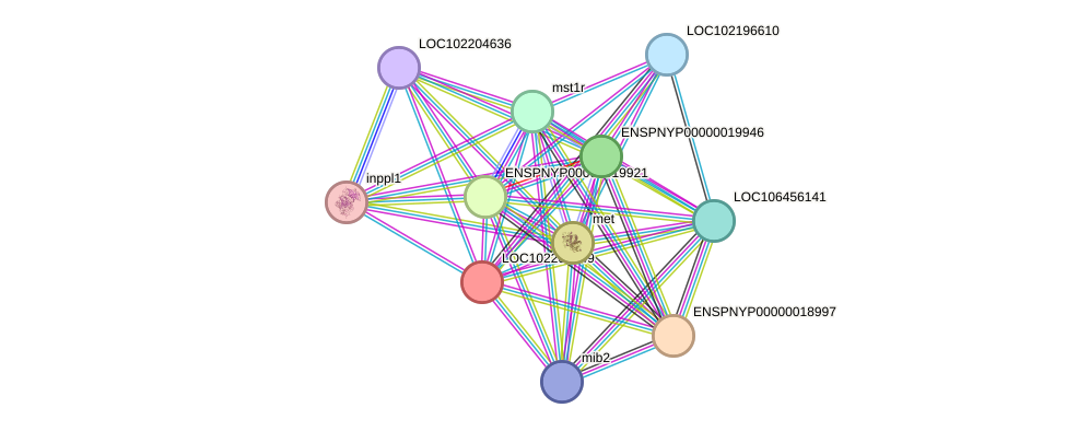 STRING protein interaction network