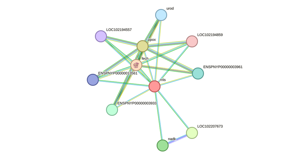 STRING protein interaction network