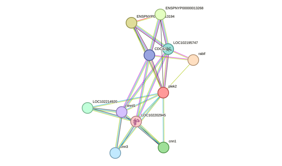 STRING protein interaction network