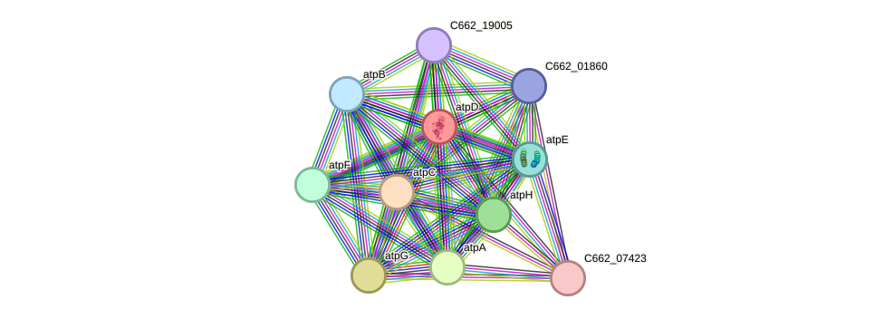 STRING protein interaction network