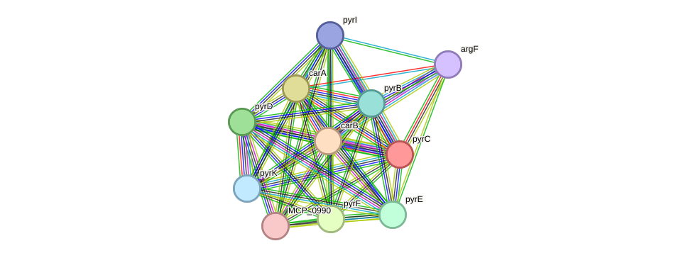 STRING protein interaction network