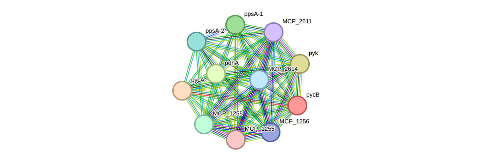 STRING protein interaction network