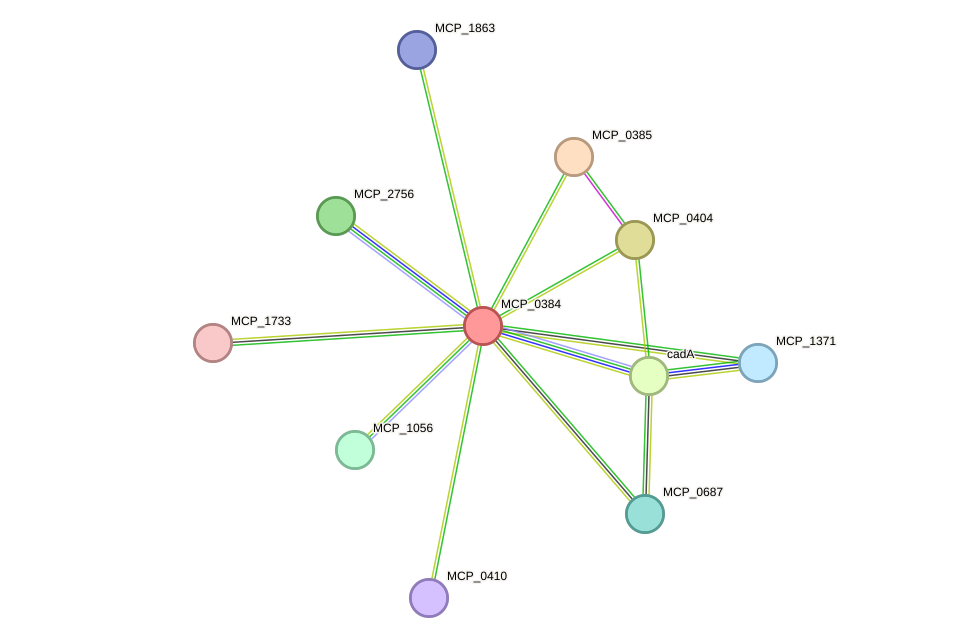 STRING protein interaction network
