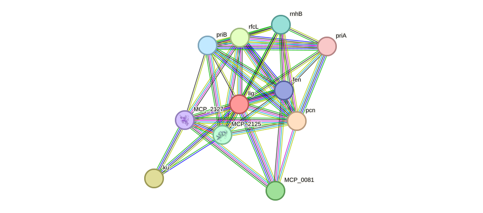 STRING protein interaction network