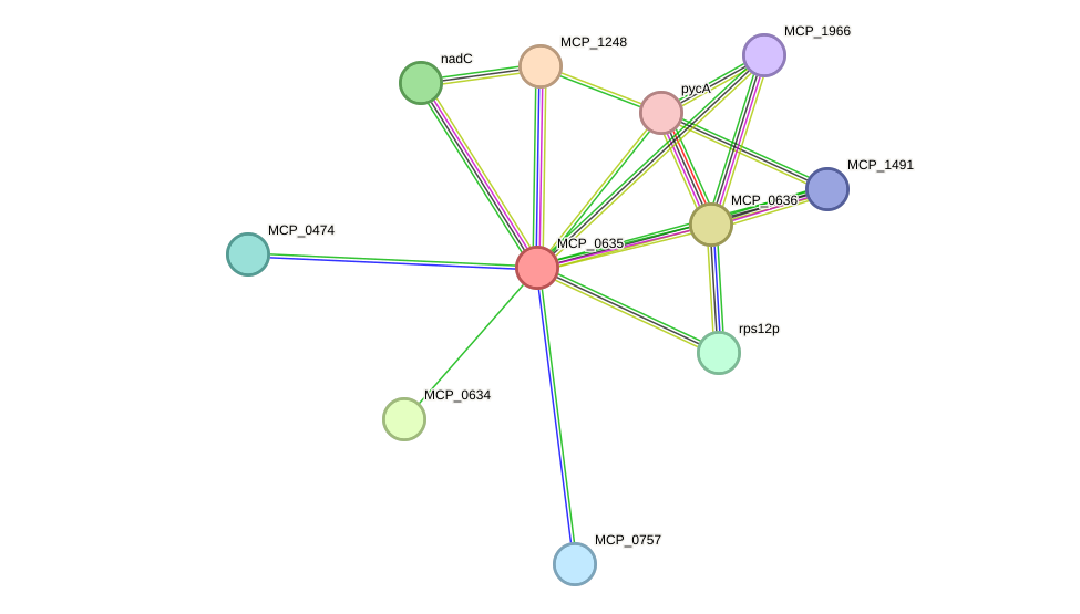 STRING protein interaction network