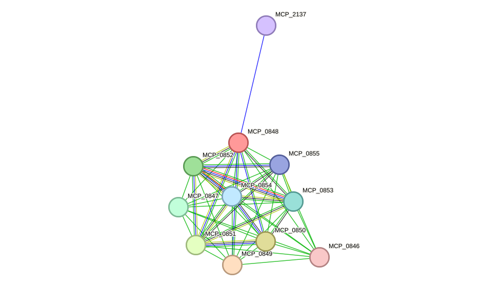 STRING protein interaction network