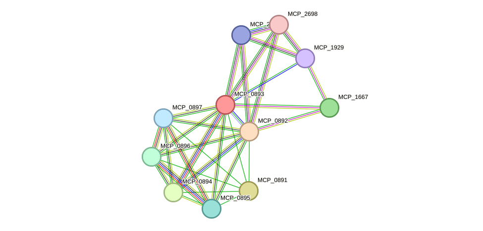 STRING protein interaction network