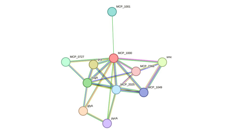 STRING protein interaction network