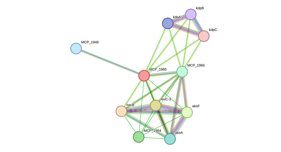 STRING protein interaction network