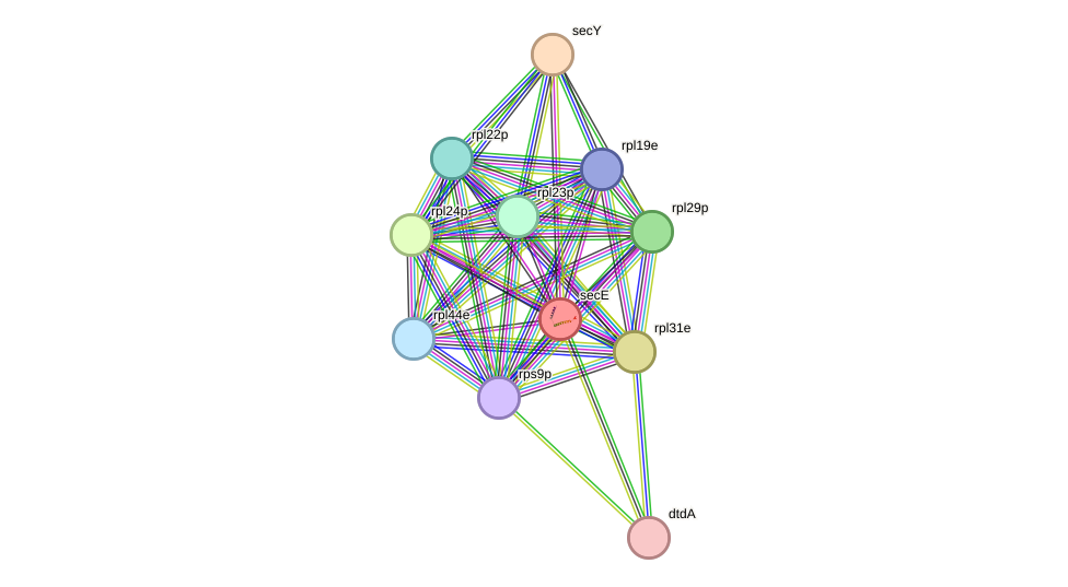 STRING protein interaction network