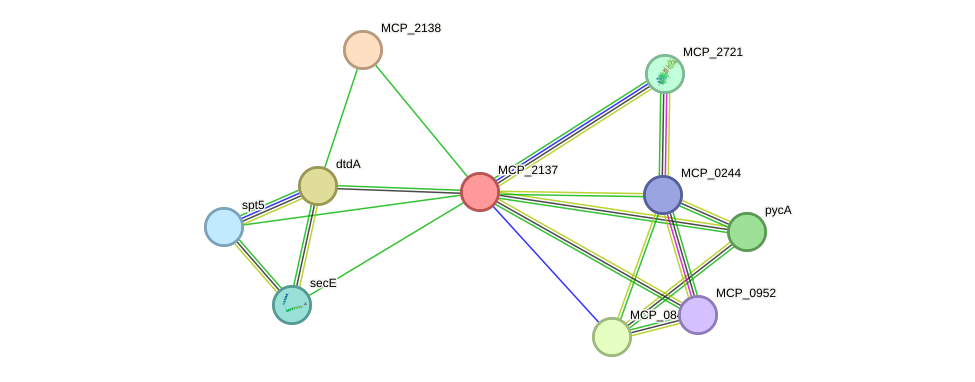 STRING protein interaction network