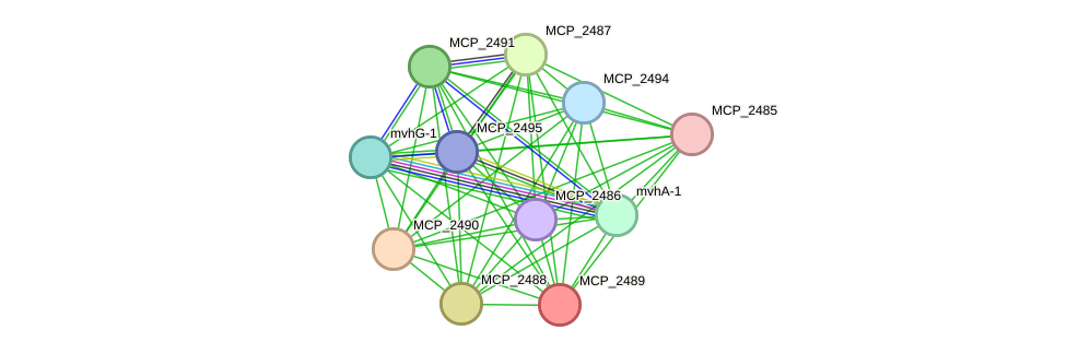STRING protein interaction network