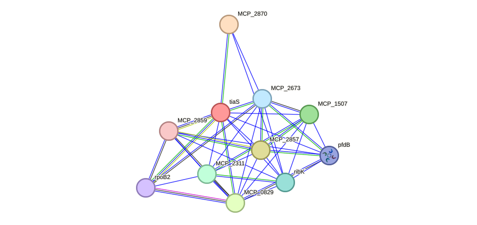 STRING protein interaction network