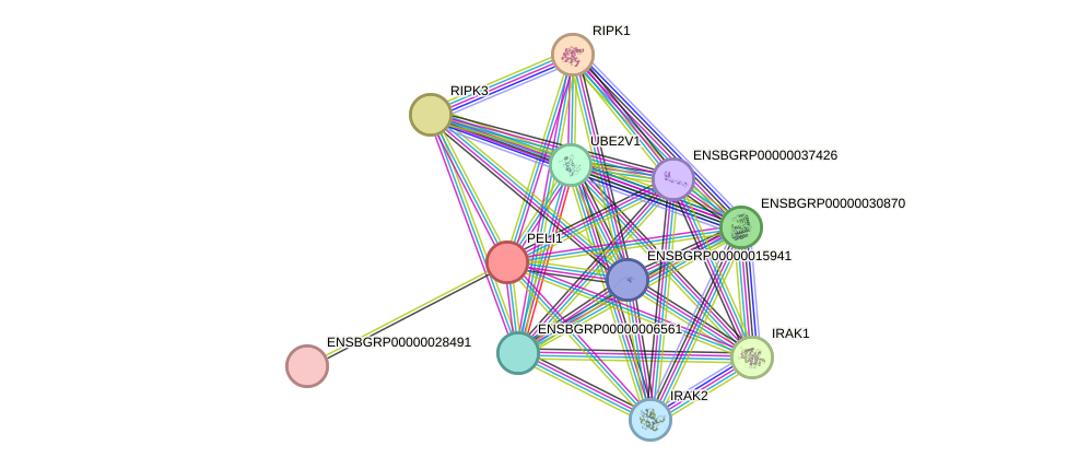 STRING protein interaction network