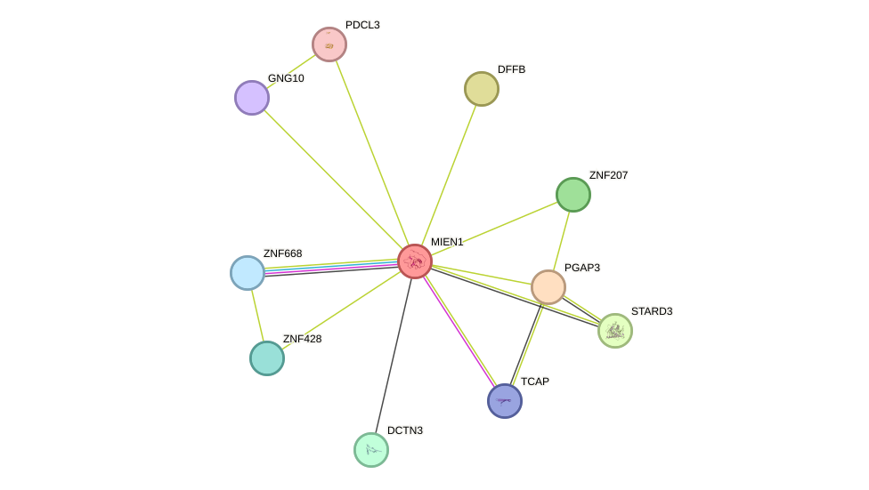 STRING protein interaction network