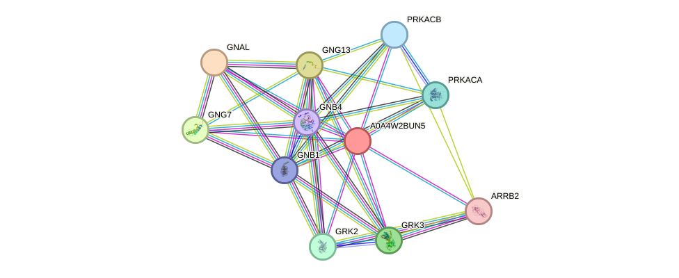 STRING protein interaction network