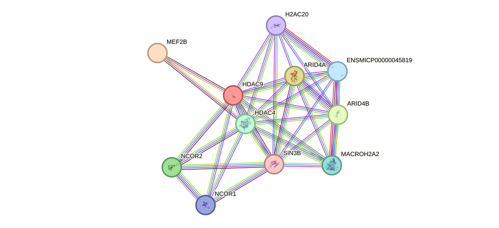 STRING protein interaction network