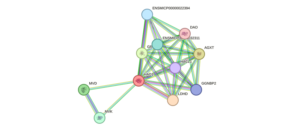 STRING protein interaction network