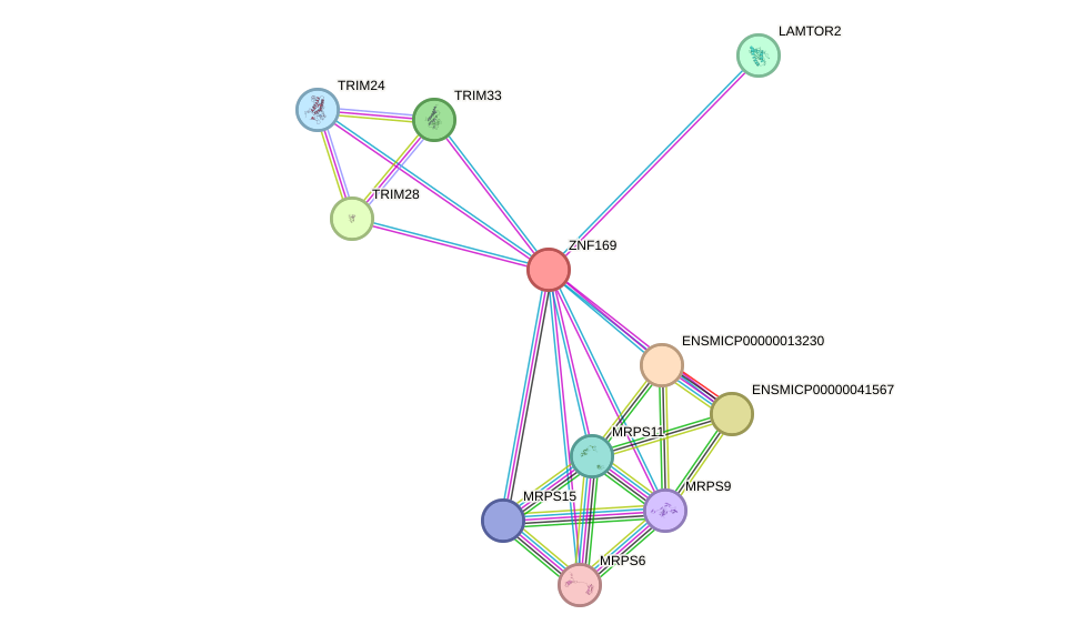 STRING protein interaction network