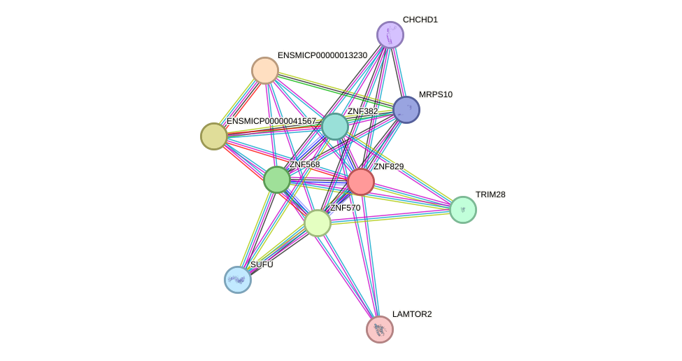 STRING protein interaction network