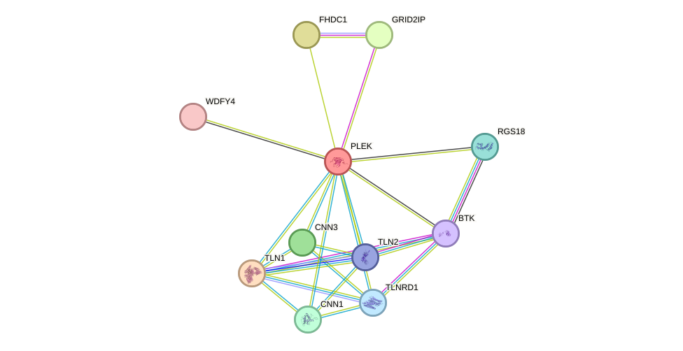 STRING protein interaction network