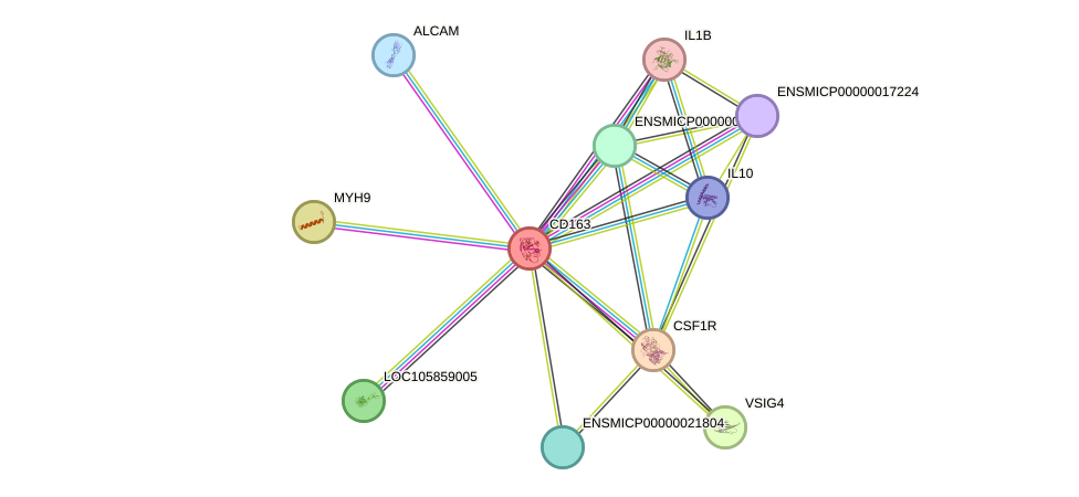 STRING protein interaction network