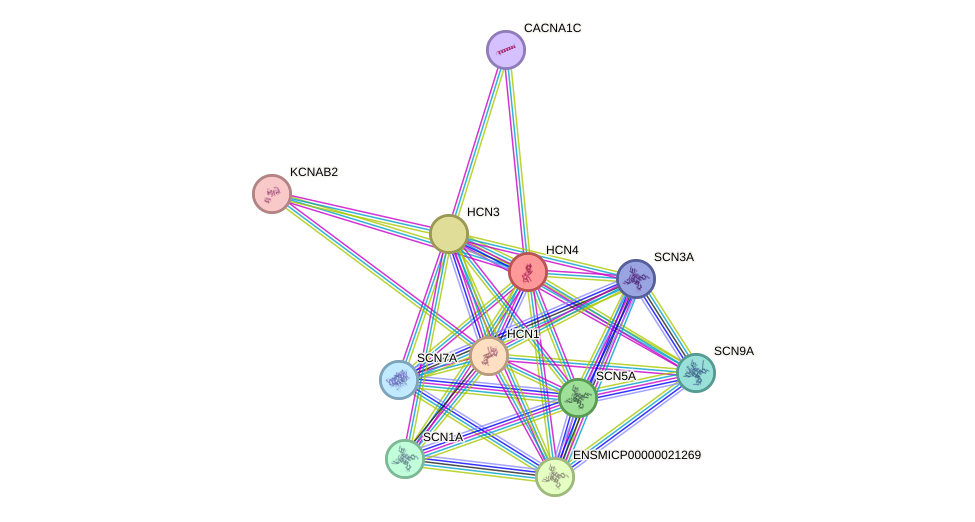 STRING protein interaction network