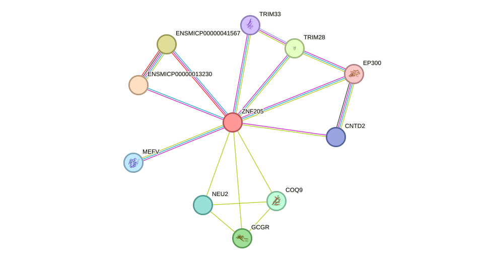 STRING protein interaction network