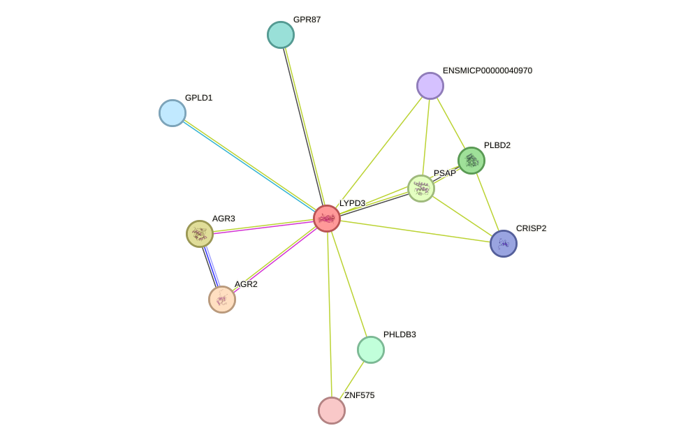 STRING protein interaction network