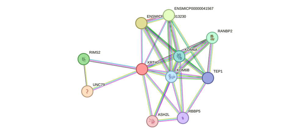 STRING protein interaction network