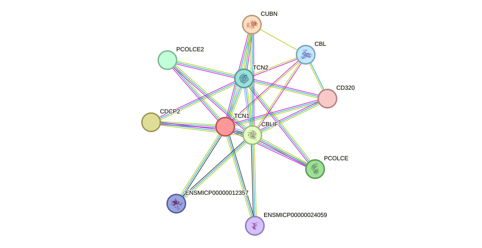 STRING protein interaction network