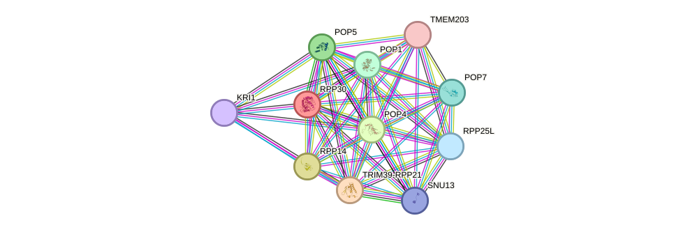 STRING protein interaction network