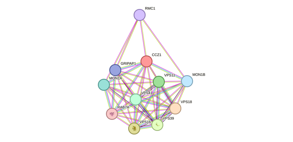 STRING protein interaction network