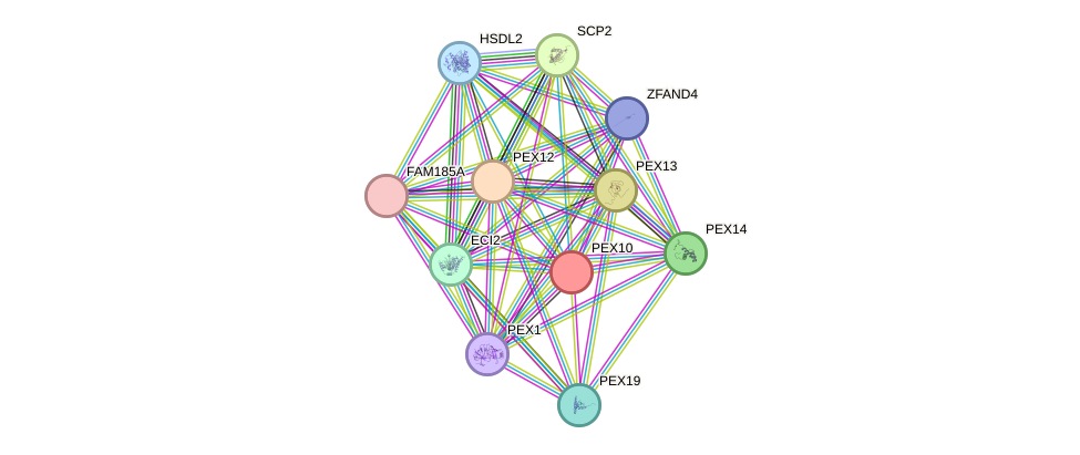 STRING protein interaction network