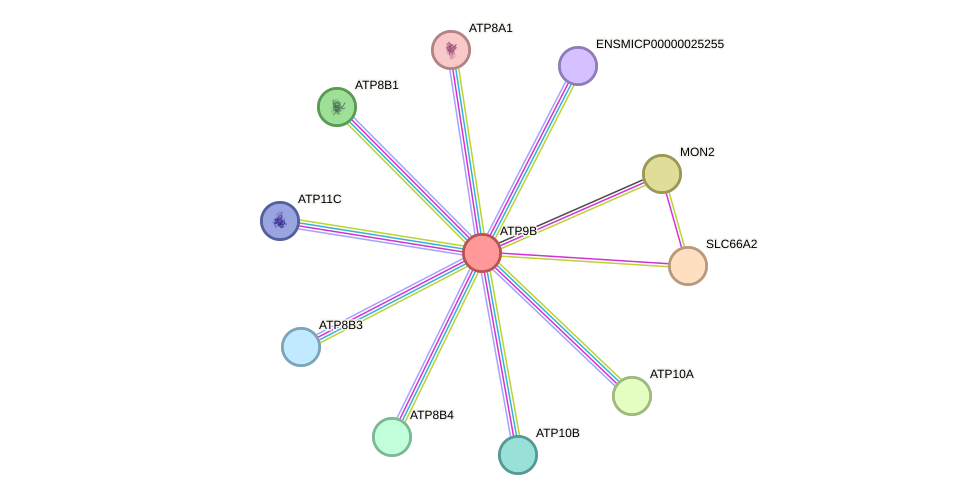 STRING protein interaction network