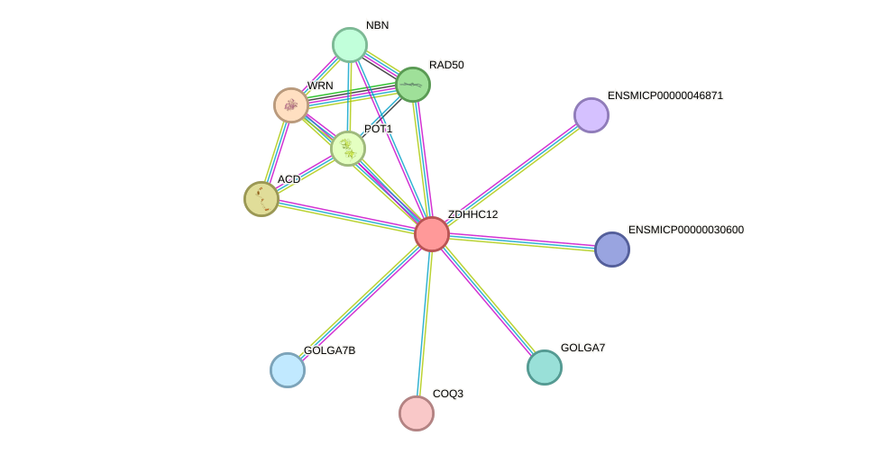 STRING protein interaction network