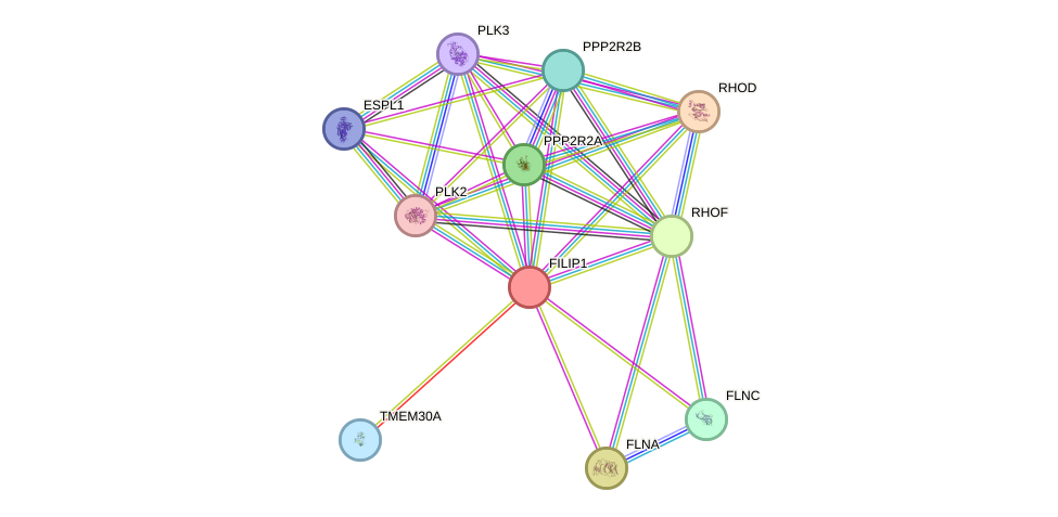 STRING protein interaction network