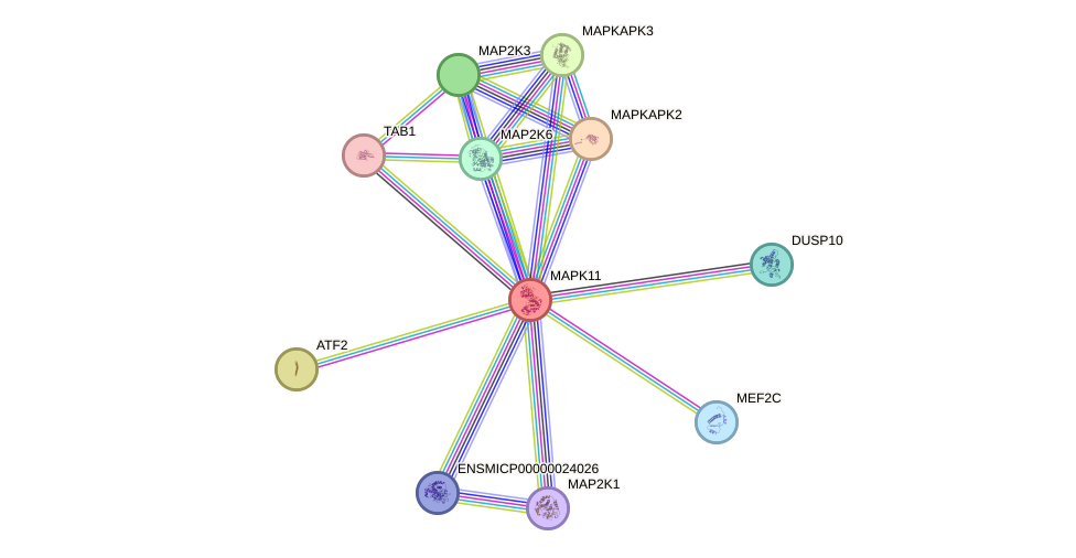 STRING protein interaction network